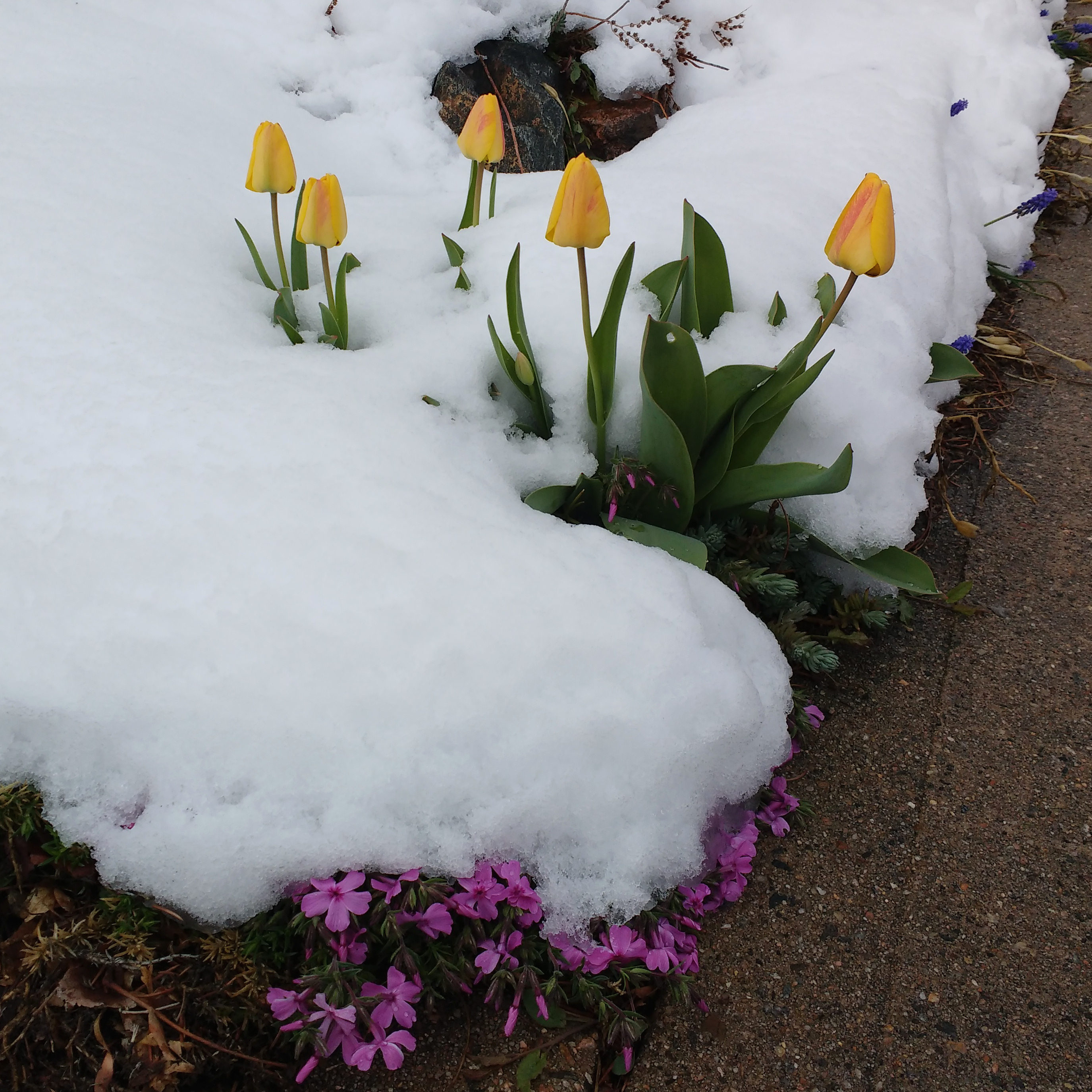 SPRING